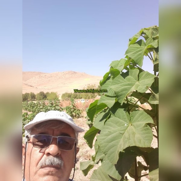 درخت پالونیا هیبرید طب جو در لرستان زراعت چوب پالونیا نهال ریشه دار پالونیا هیبرید اصلاح شده  